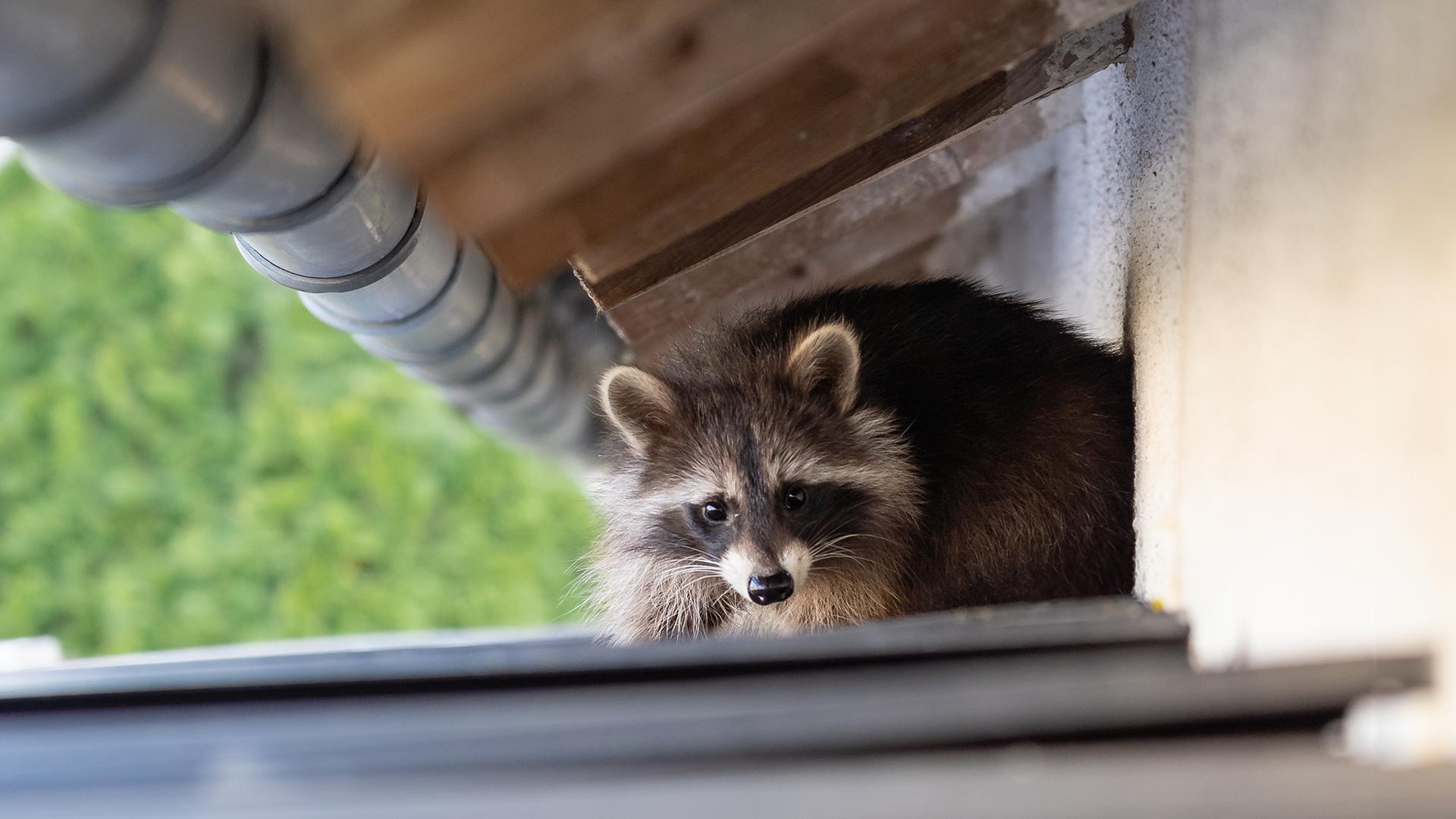 1920X1080_guide-animaux-envahissants.jpg
