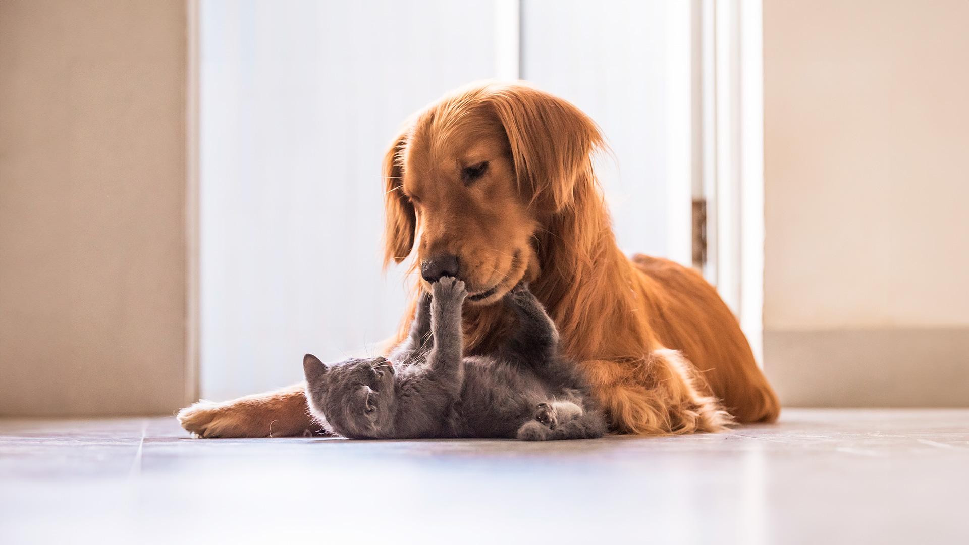 1920x1080_assurance_animaux_chien_chat_1.jpg
